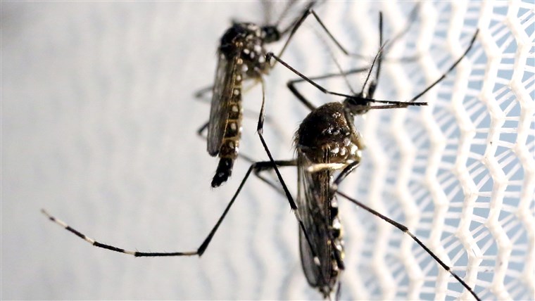 kako to get rid of mosquitoes