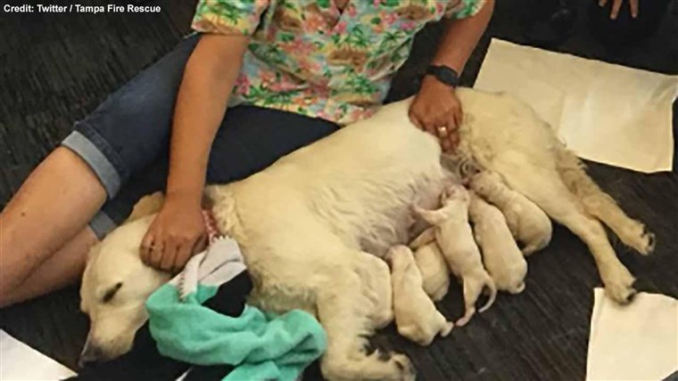 ऐली nurses her puppies