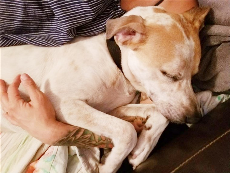 בעל חיים shelter puts dog on Tinder to help him get adopted.