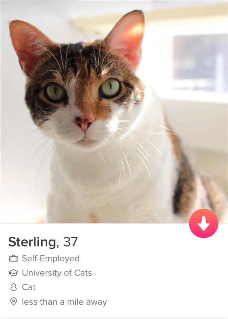 kutyák and cats on Tinder to find furever home