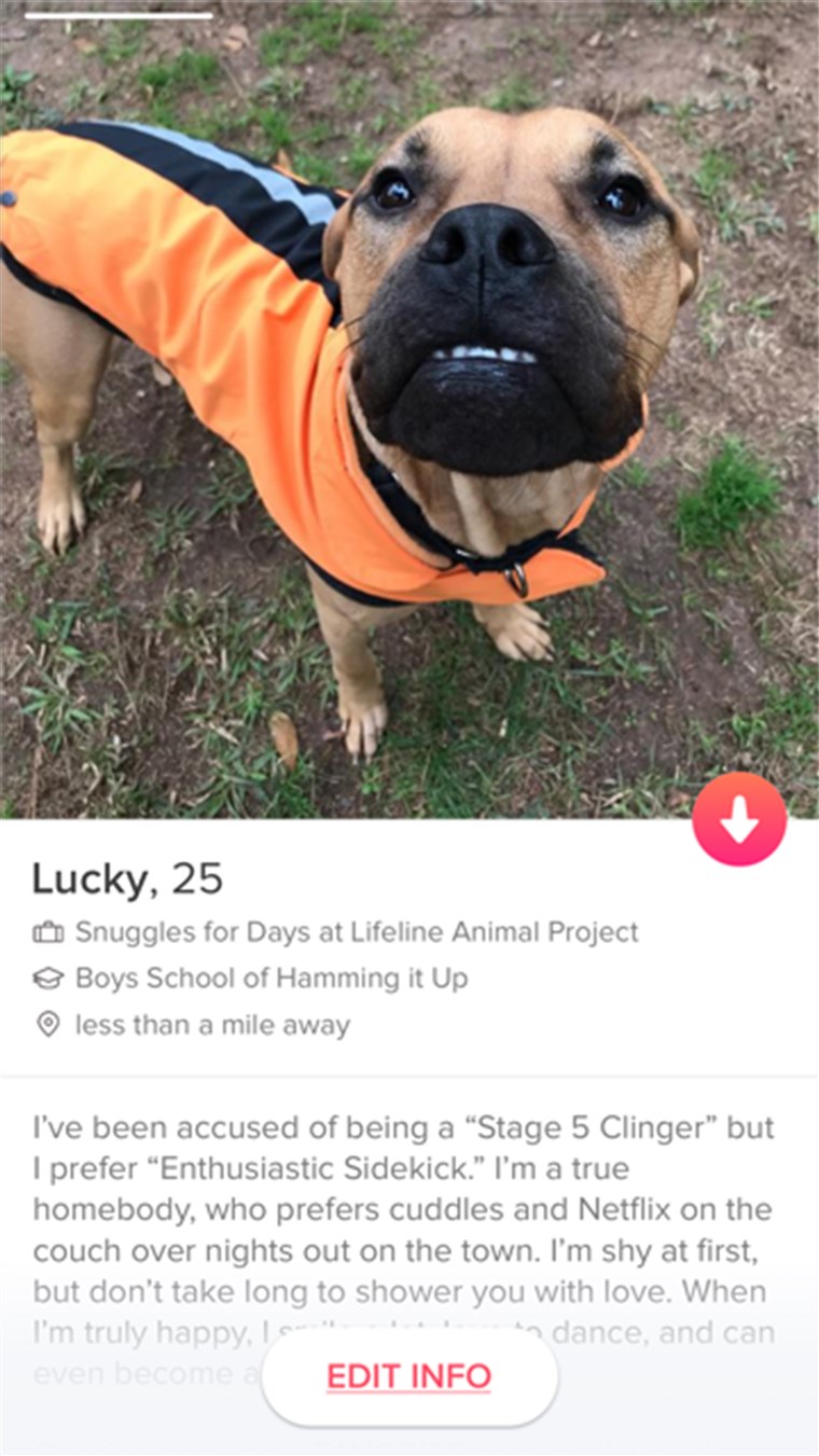 kutyák on Tinder to find adoption match