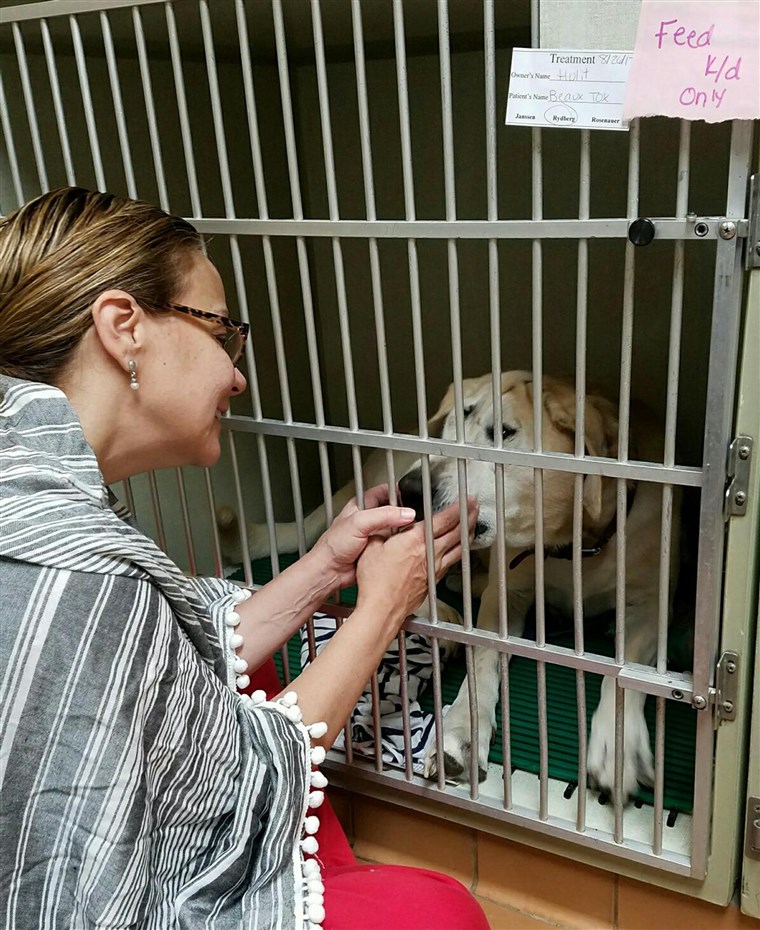 כלב with facial deformity is rescued