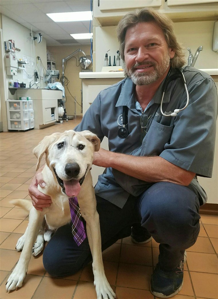 כלב with facial deformity is rescued