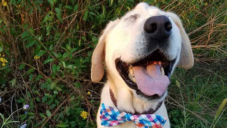 כלב with facial deformity gets adopted