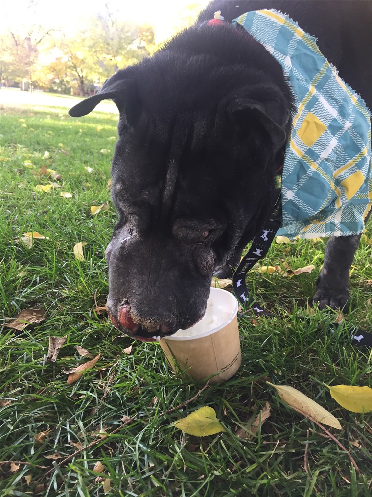 हिप्पो, a dying shelter dog, enjoyed treats on his last day