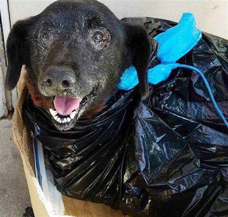 בלאקי was dropped off at a busy California shelter wrapped in a garbage bag.