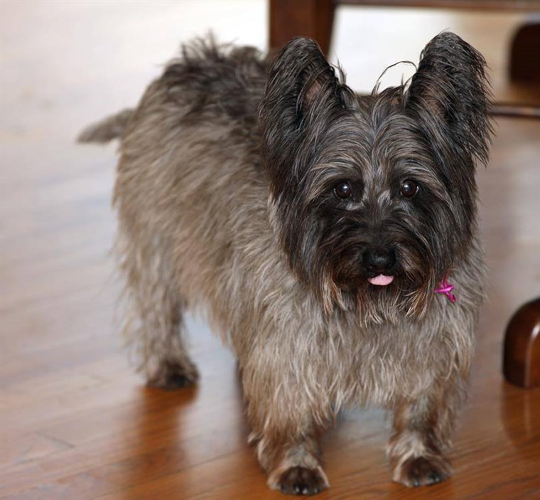 नमस्ते, my name is Bucky, I am a 10 year old Cairn Terrier and I live in Brighton, Michigan. My Mom and Dad gave me the name Bucky because my front teeth are so 