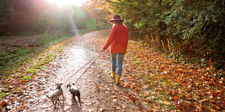 महिला walking dogs in an autumn woodland