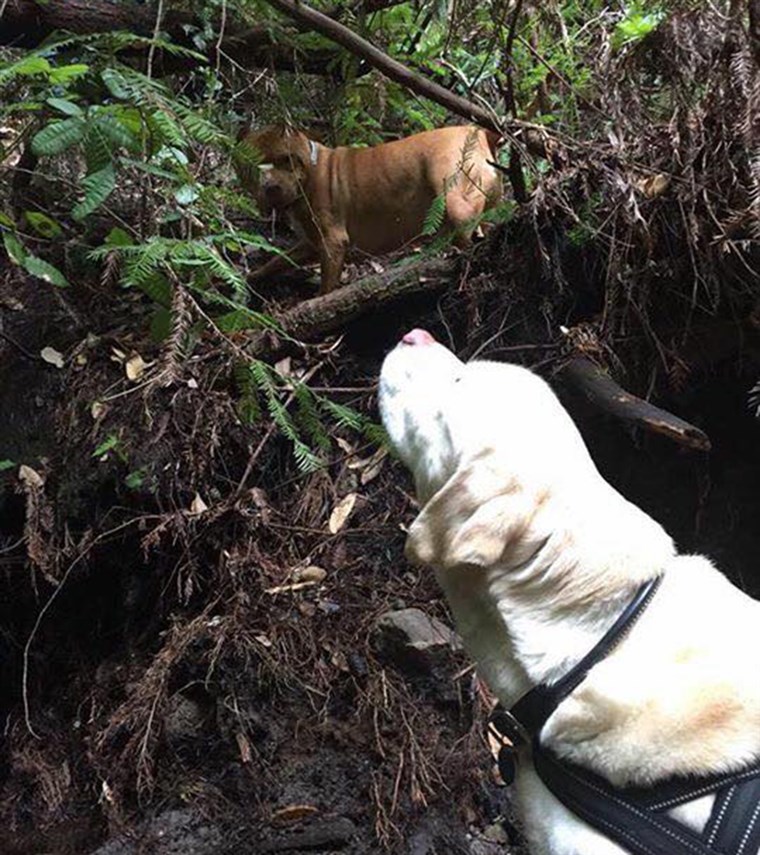 फायर फाइटर rescues blind dog lost in woods for 8 days, then turns down reward