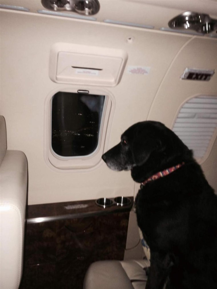 הלן Rich, an heir to the Wrigley fortune, had two of her personal assistants accompany Lady on a private jet to transfer the dog from a Kansas shelt...