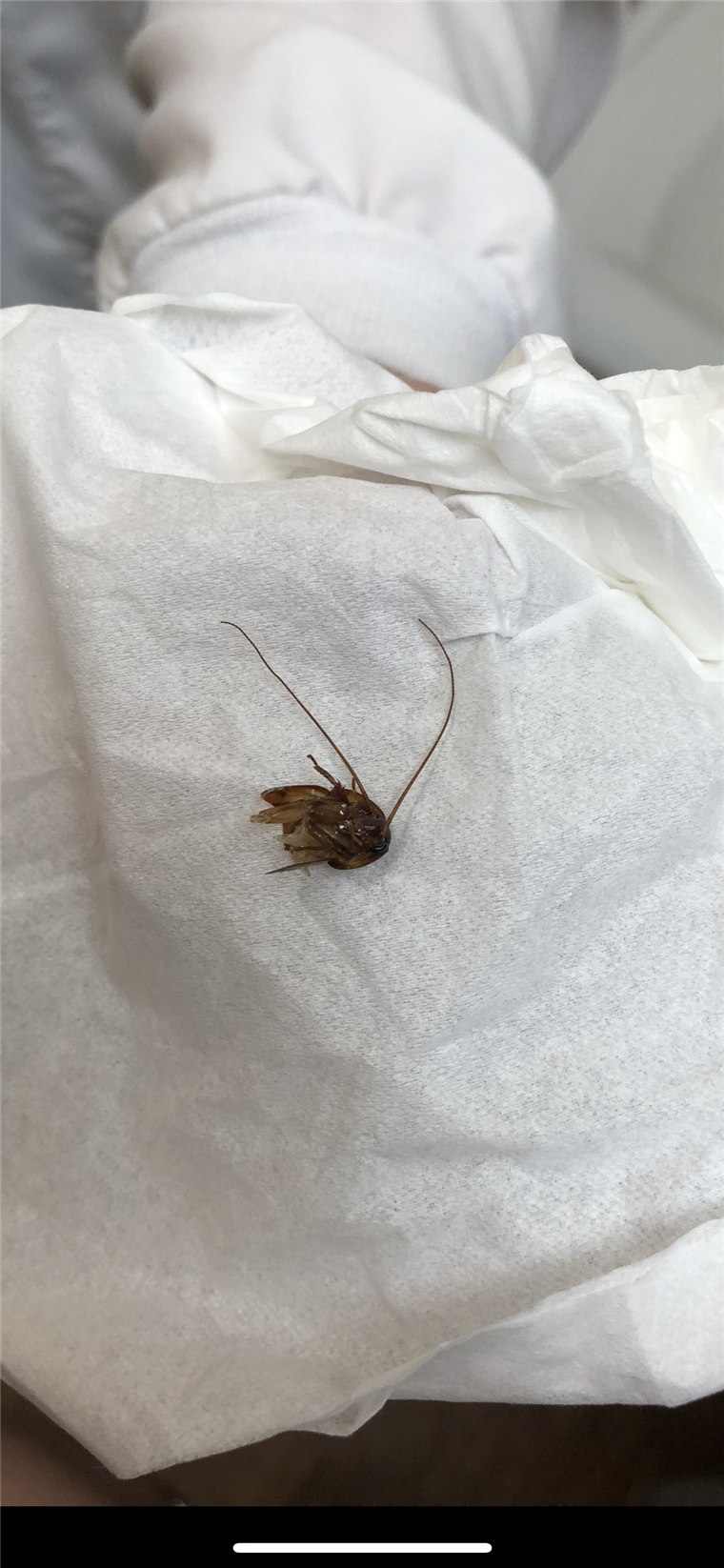 Katie Holley woke up with a cockroach stuck in her ear