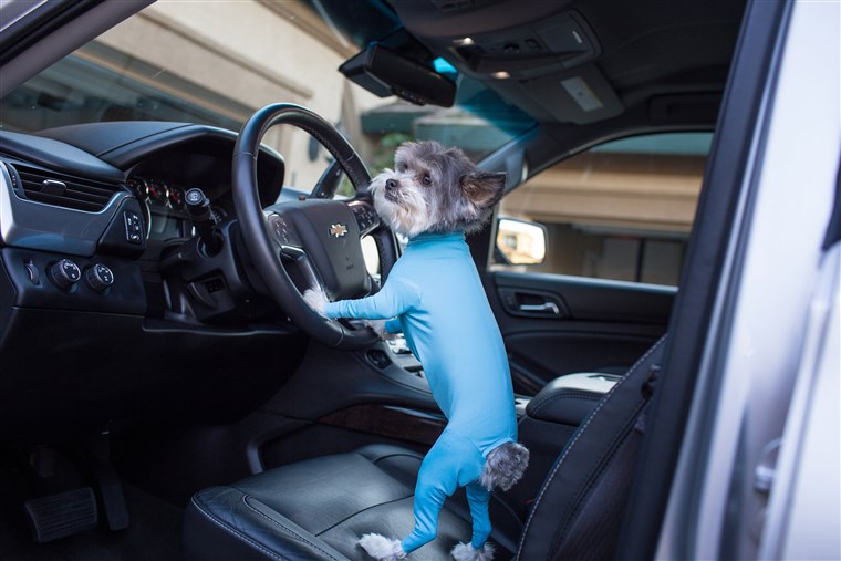 כלב leotards can keep your car clean and make your dog look even more ridiculously cute.