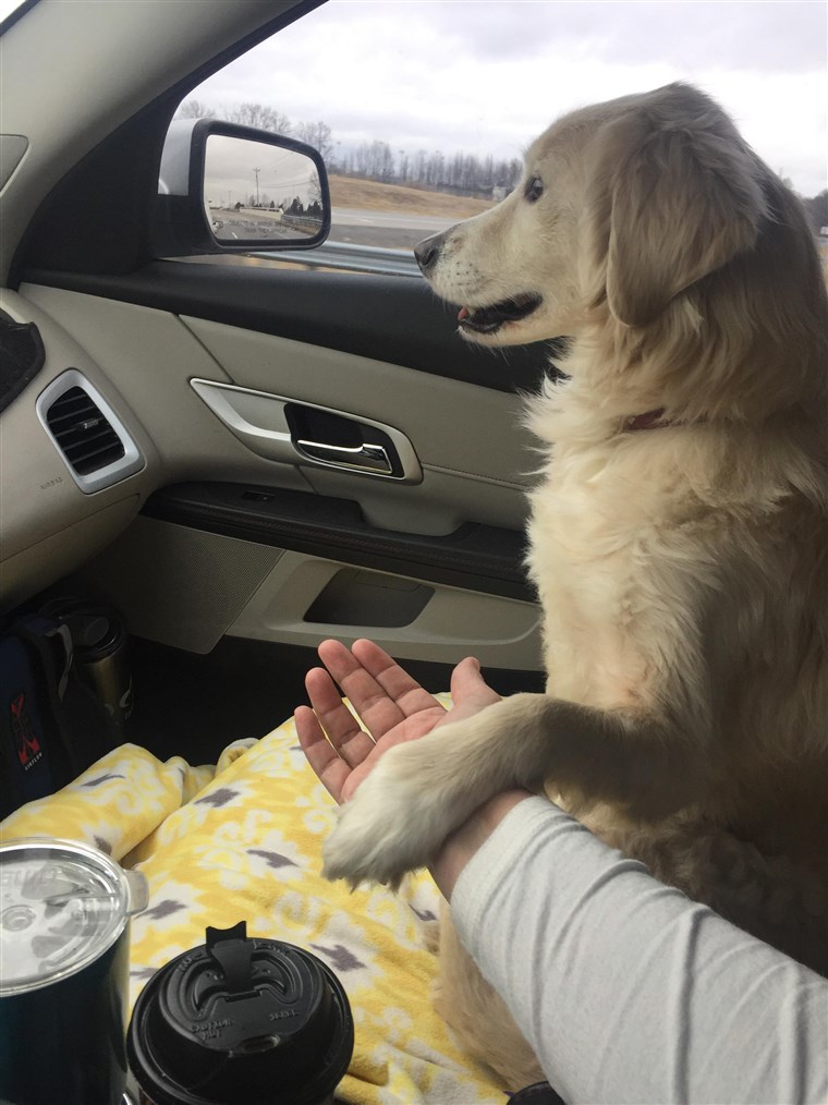 אסיר תודה dog holds rescuer's hand on car ride home