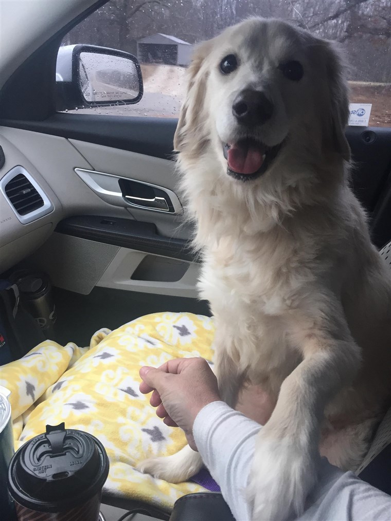 אסיר תודה dog holds rescuer's hand on car ride home.