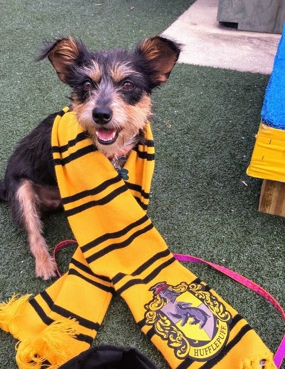  Pet Alliance of Greater Orlando began sorting dogs into Hogwarts houses to display their personalities, not their breeds.