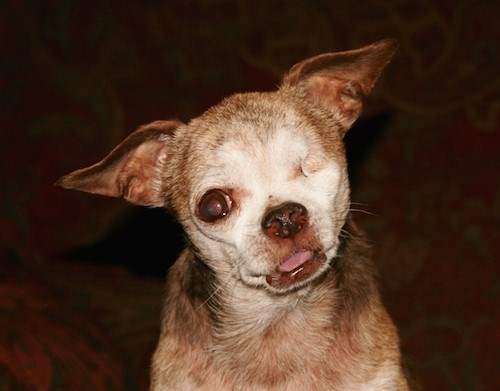 הארלי the Chihuahua was rescued from a puppy mill