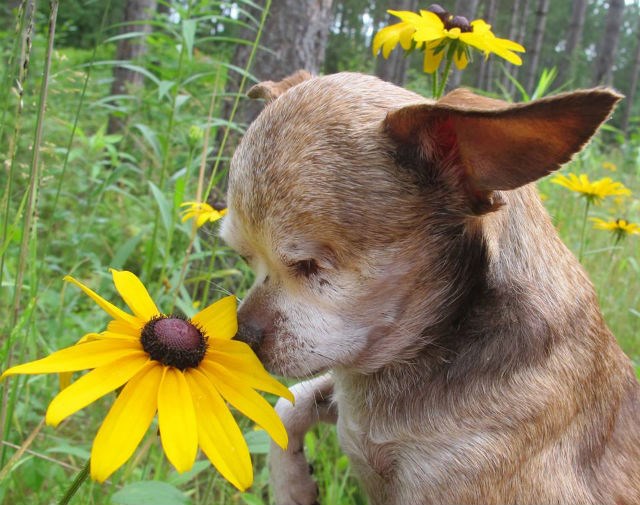 हार्ले the dog smelling a flower