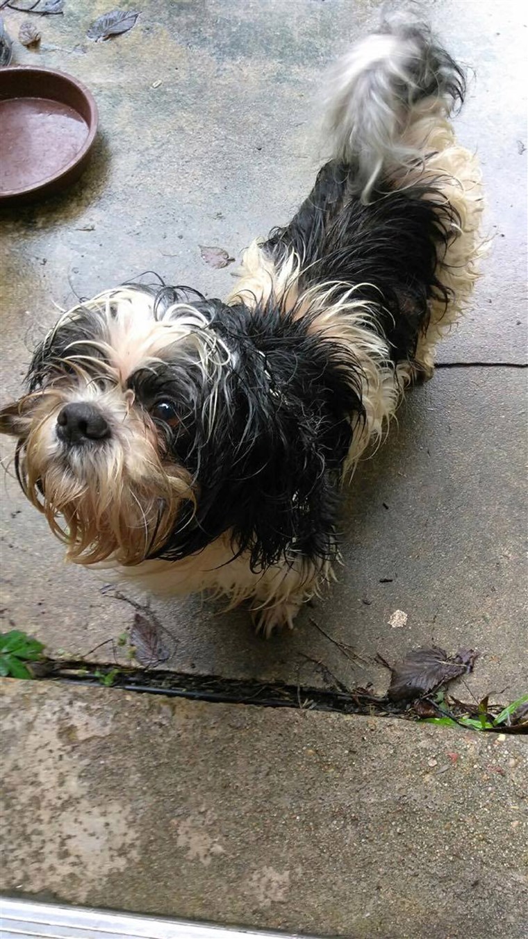 הוריקן Harvey animal rescues: dog saved from the floods