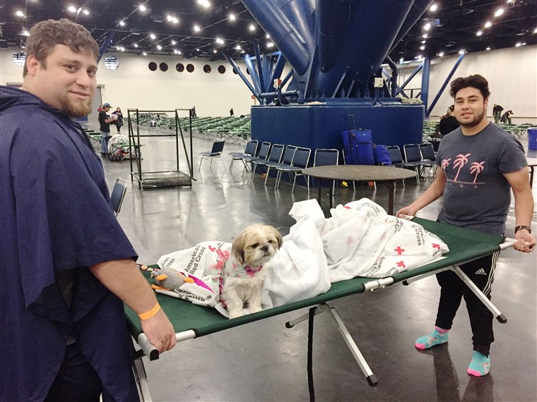 הוריקן Harvey animal rescues: Evacuee dog in Houston