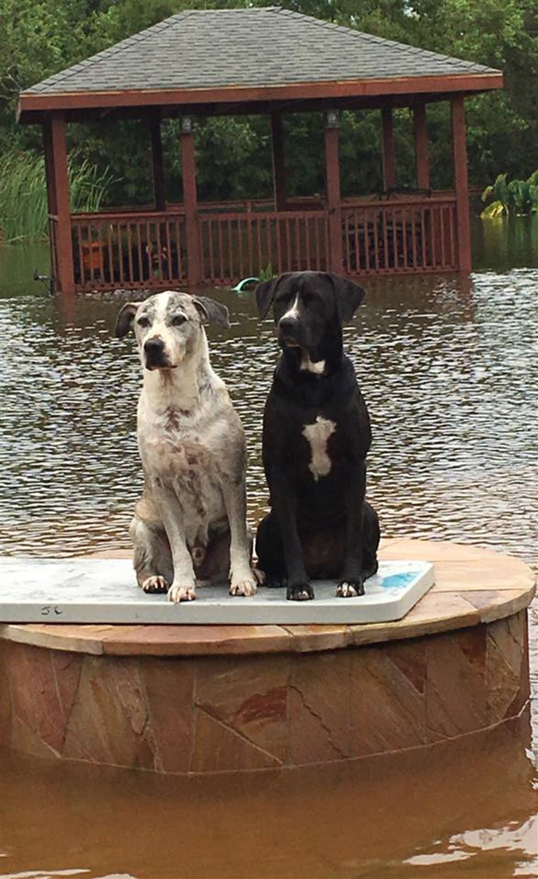 כלבים trapped in Houston floods from Hurricane Harvey