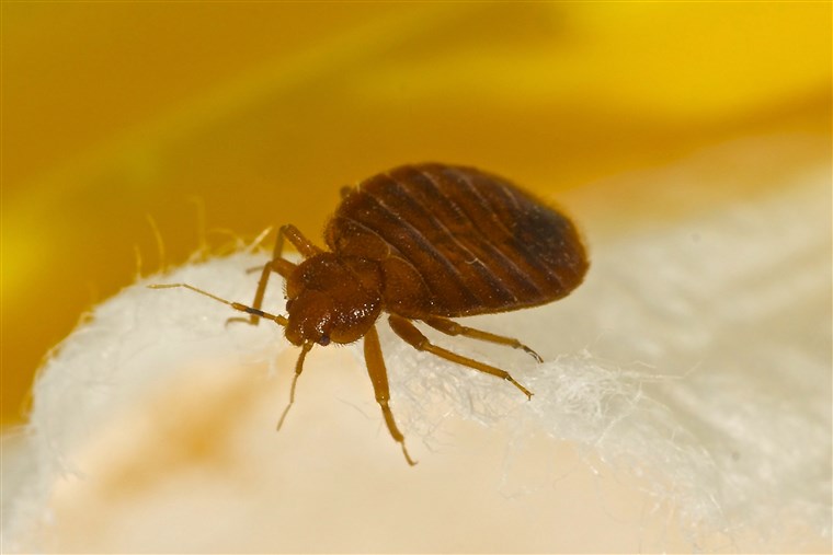 מה do bedbugs look like?