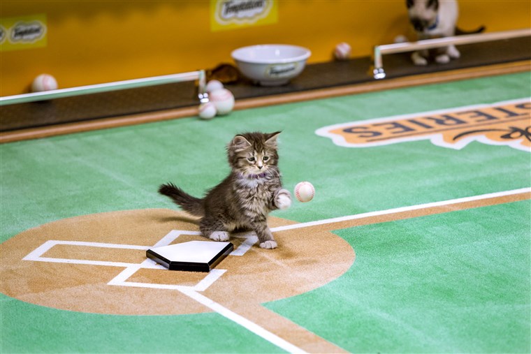 बिल्ली का बच्चा playing baseball
