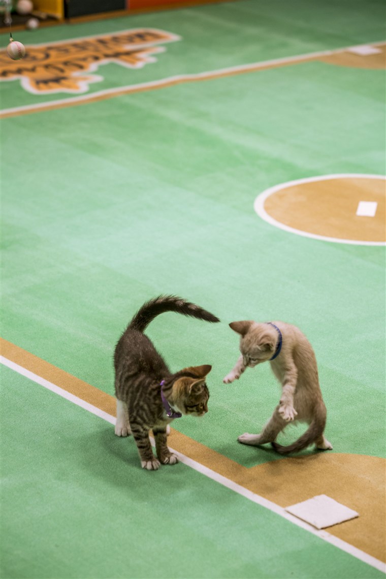 बिल्ली के बच्चे playing baseball.