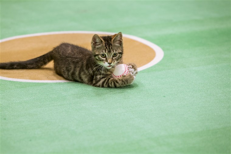 बिल्ली का बच्चा playing baseball