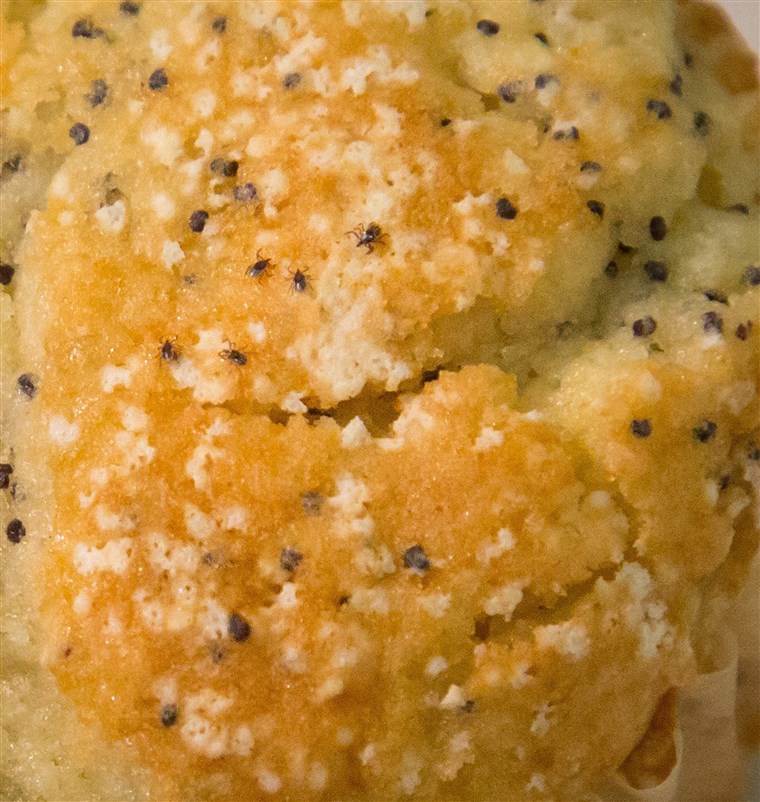 Tud you spot the five ticks in the muffin? The CDC caused a panic when it tweeted that ticks can be as small as a poppyseed. 