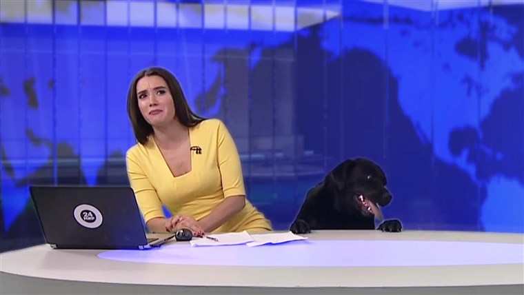 कुत्ता crashes live news broadcast