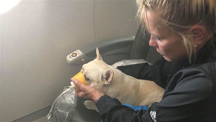 जेटब्लू crew saves French bulldog on flight