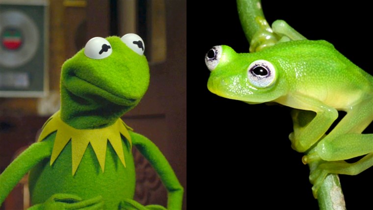 मेढक that looks similar to Kermit the frog