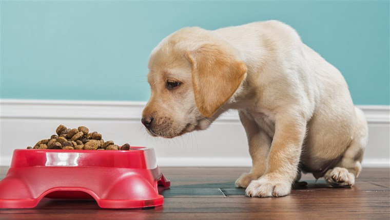 ए Yellow Labrador puppy smelling kibble in a pet dish, - 7 weeks old