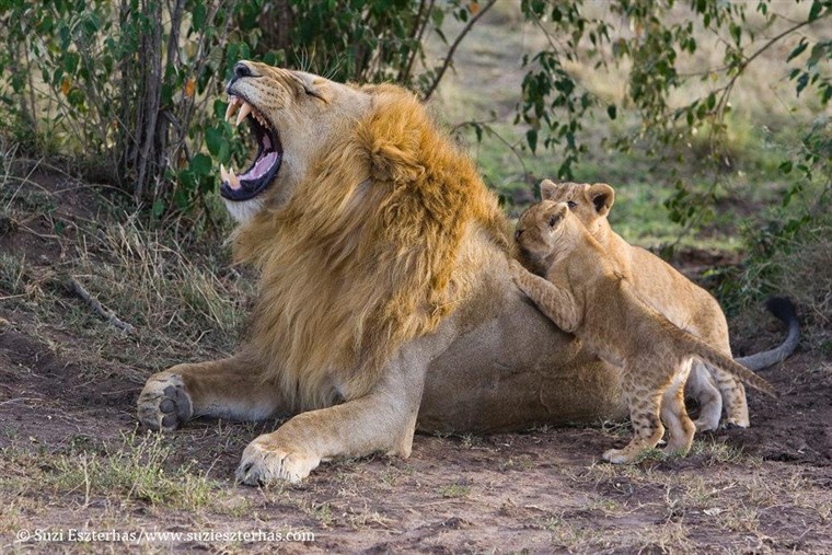 बाद some time passes, the cubs realize Dad's just a big softy and play becomes a bit rowdier around him.