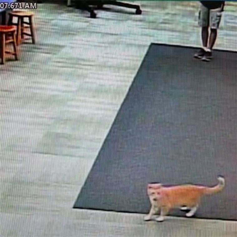 मैक्स the cat is banned from the library
