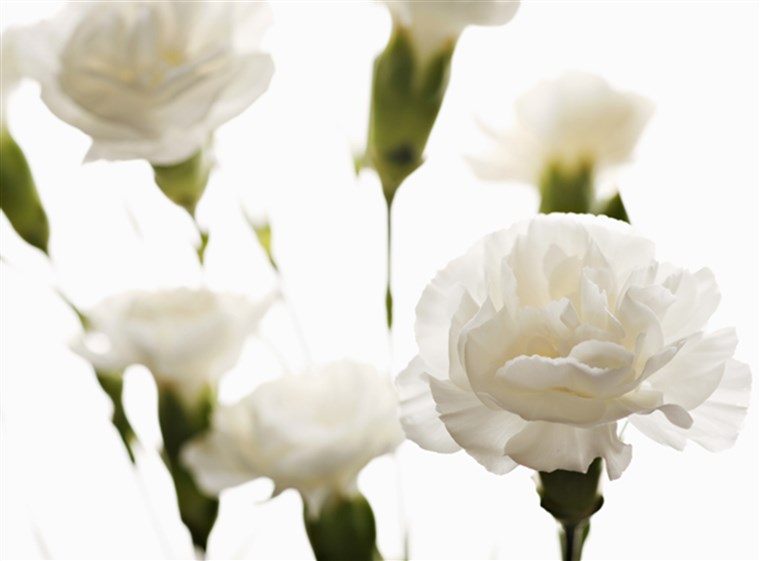 सफेद carnations