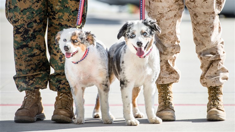 कुत्ते की on Deployment helps take care of pets while military personnel are deployed