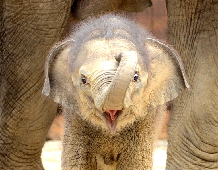 novorođenče female Asiatic Elephant (Elephas Maximus) calf born to Johti, a 44-year-old, plays at Ostrava's Zoo on May 31, 2011. The calf was born on Apri...