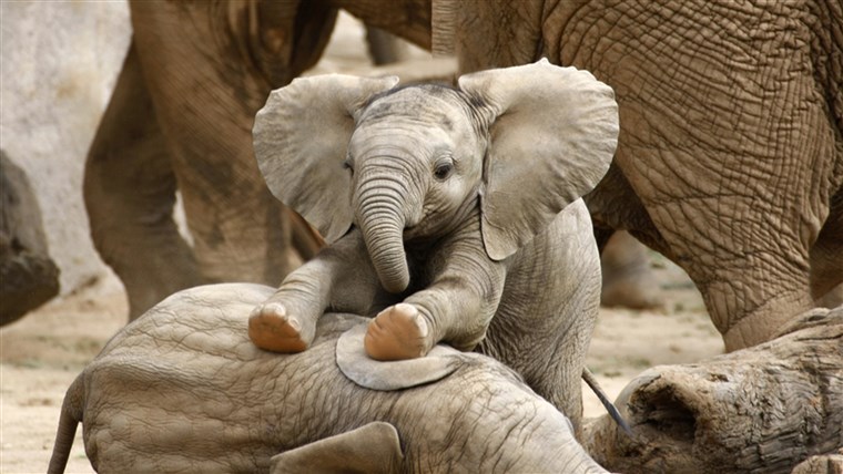 Dijete Elephants Playing; Shutterstock ID 75308080; PO: today.com