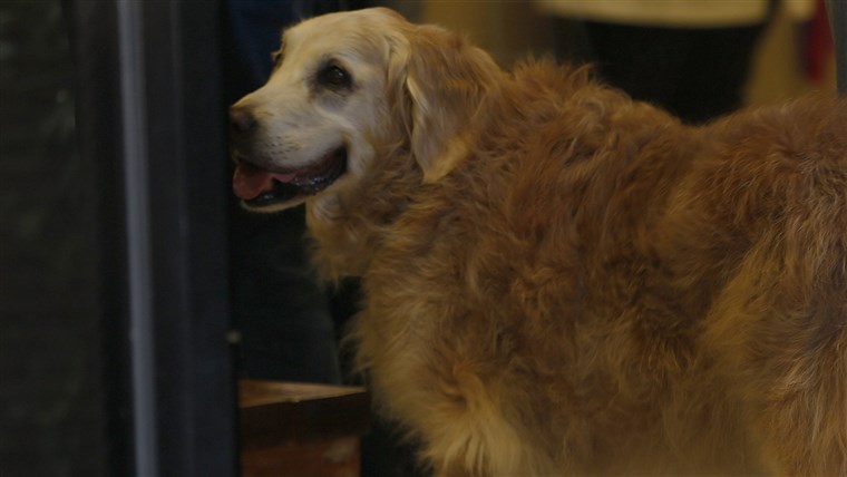 Bretagne the last known living 9/11 search dog has died in a Houston suburb at age 16