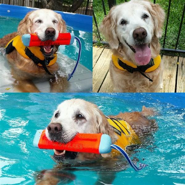 Bretagne the search dog swimming in a pool