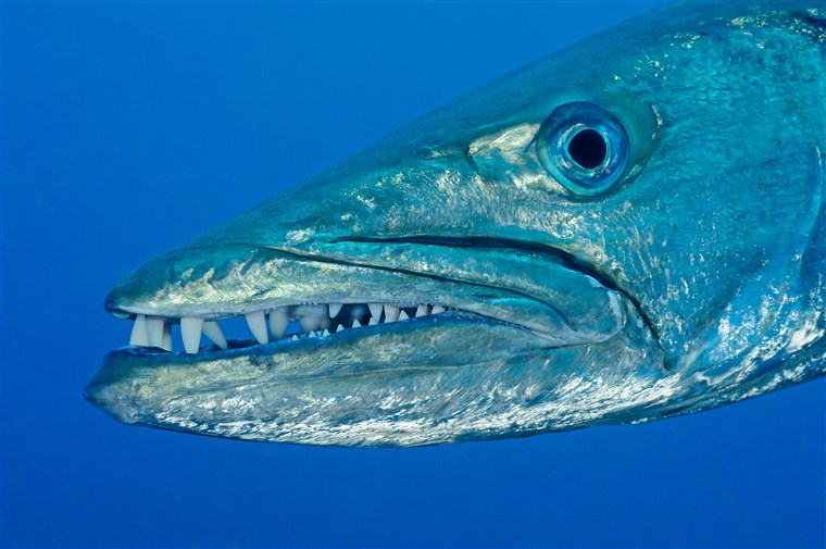 Blackfin Barracuda