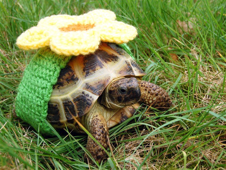 Vijeće za provedbu mira FROM KATIE BRADLEY / CATERS NEWS - (PICTURED: Decorative knitted cosy) - Now thats what you call a shell suit! These are the hilarious knitted cos...