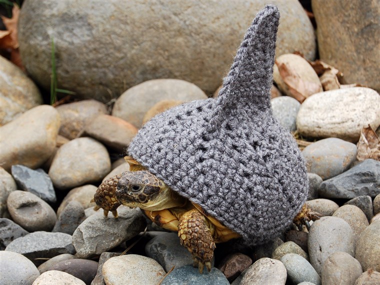 Vijeće za provedbu mira FROM KATIE BRADLEY / CATERS NEWS - (PICTURED: Knitted shark cosy) - Now thats what you call a shell suit! These are the hilarious knitted cosies -...