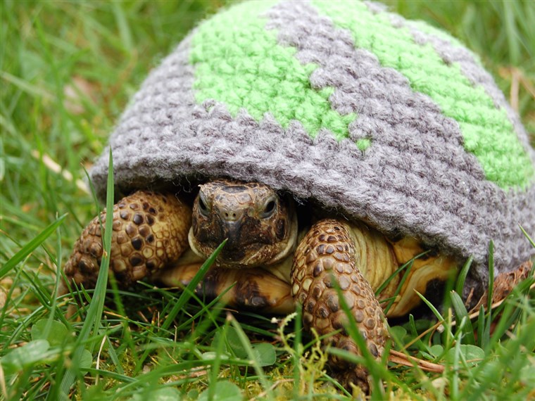 Vijeće za provedbu mira FROM KATIE BRADLEY / CATERS NEWS - (PICTURED: Patterned cosy) - Now thats what you call a shell suit! These are the hilarious knitted cosies - des...