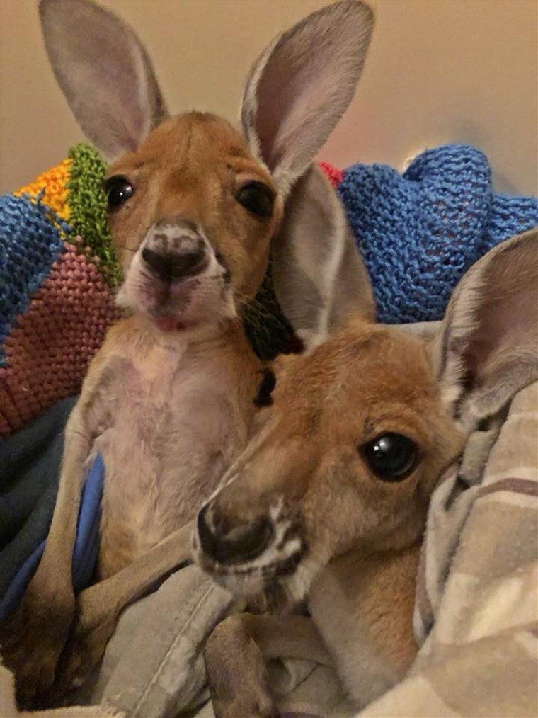 अनाथ baby kangaroo learns to take his first hops.