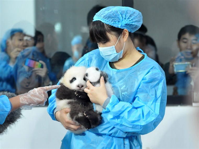 Személyzet lay panda cubs on a bed for members of the public to view at Chengdu Research Base for Giant Panda Breeding on September 23, 2013 in Chengdu, Sichuan Province of China.