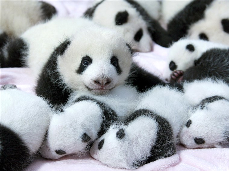 Óriás panda cubs lie in a crib at Chengdu Research Base of Giant Panda Breeding in Chengdu, Sichuan province, September 23, 2013.