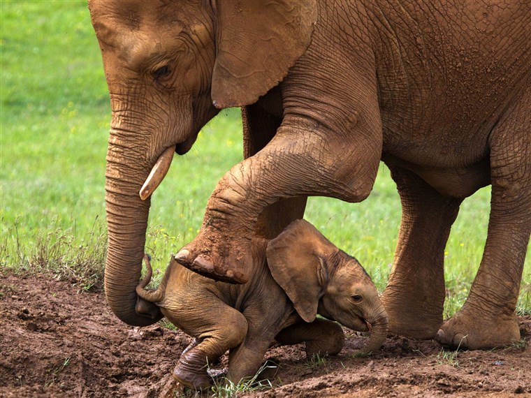 א mother elephant helps her baby escape from sinking into a mud hole.