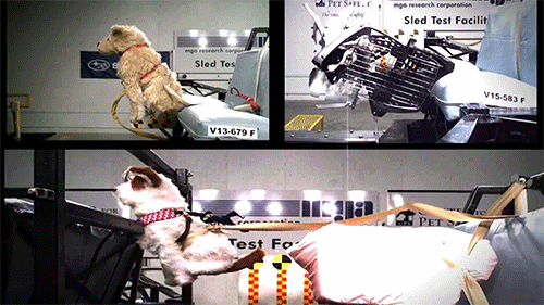 पालतू पशु restraint crash tests (no real pets were used)